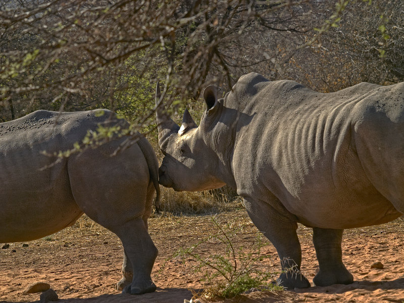 White Rhinoceros, Waterberg